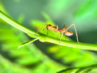 Close up of weaver ant (Oecophylla smaragdina), weaver ant or rangrang ant, macro shot of weaver ant walking on the leaves