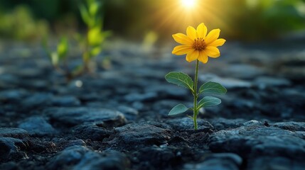 A Single Sunflower Growing Through Rough Terrain