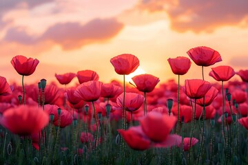Fototapeta premium Vibrant poppy flowers blooming at sunset in a tranquil field