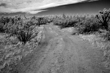 Dirt Road Sonora Desert Arizona in Infrared