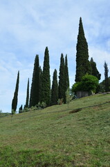 Trees in the mountains