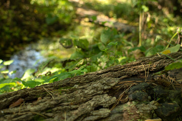 The trunk of a fallen pine tree in the forest	