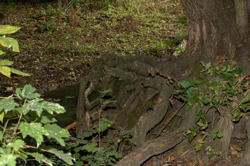  Roots of tree in forest