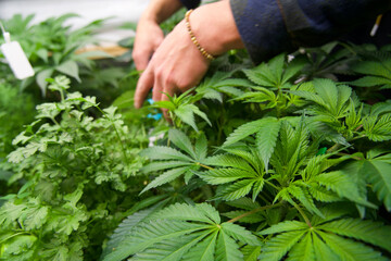 Man caring for cannabis plants