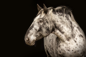 Elegant black shot portrait of a female noriker draught horse coldblood 