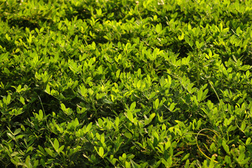 Obraz premium Peanut Field, Peanut plantation fields. Peanuts are growing in the fields. peanuts farm, Organic Farm Land Crops In India multiple layers of Peanut Field, Peanut tree, Peanut plantation fields