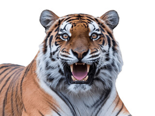 Naklejka premium Close-Up of a Striking Tiger with Mouth Open, Showcasing Sharp Teeth, Vivid Orange Fur, and Intense Yellow Eyes
