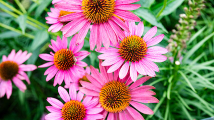 Fototapeta premium ムラサキバレンギク