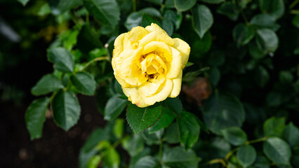 薔薇