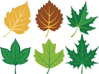Vector Silhouette Summer Icon Set of Different Maple Leaves on White Background