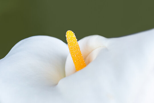 Close-up of Zantedeschia aethiopica with Delicate White Petals
