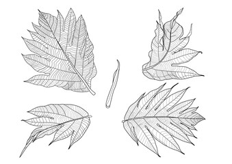 Line banana leaf lined design fresh on white background illustration vector
