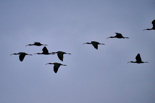 Flock of Plegadis Falcinellus Gliding Over the Spanish Coast