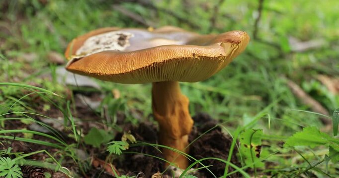 Giant wild amanita caesarea, orange mushroom, edible in forest of China