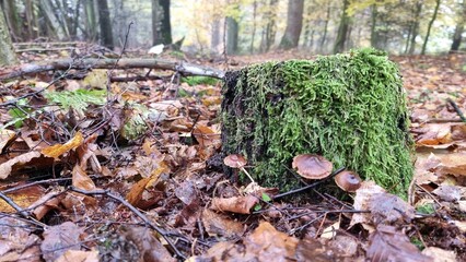 In the autumn forest, moss on the stump