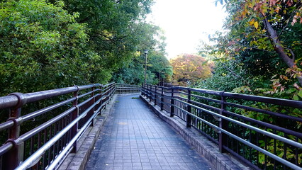 Fototapeta premium 秋の静かな森林のある公園の風景