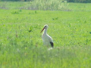 Stork bird walks in a meadow in early spring