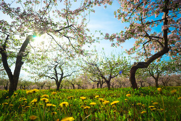 Apple orchard in spring, apple trees and dandelions in bloom