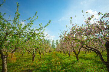 Apple orchard in spring, apple trees and dandelions in bloom