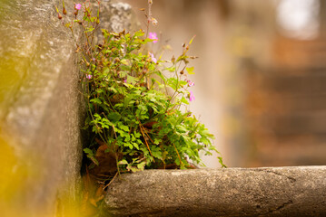 A bush of wild flowers has grown in an abandoned staircase