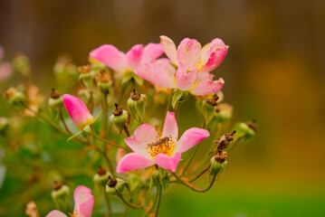 The last pink flowers of autumn