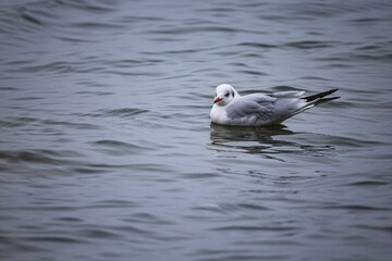 Möwe schwimmt im Wasser