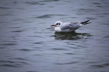 Möwe schwimmt im See bei tristem Wetter 