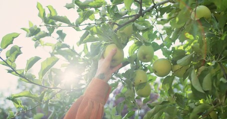 A Hand Gracefully Reaching Out to Pluck the Fresh Green Apples from a Lush Tree Branch