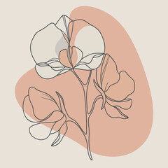 Sweet Pea Vector Illustration, Colorful Floral Design with Delicate Sweet Pea Blossoms in a Beautifully Detailed Vector Style