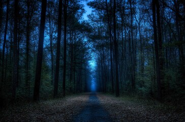 Fototapeta premium Mysterious Forest Path Leading to Light