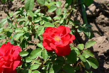 Beautiful scarlet roses on a background of green leaves in the summer garden
