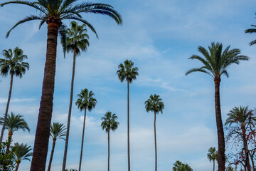 Obraz premium Magnificent images of Alcaza de Sevilla, located in the Seville district of Spain, which is still used as a royal palace today.