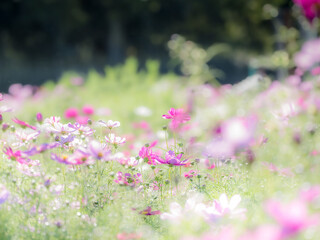 秋の公園や花壇を彩るコスモスのある風景。背景。自然風景素材。