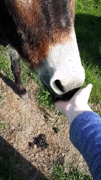 Donkey Snorting and Eating Grass Out of a Girl's Hand, Ireland