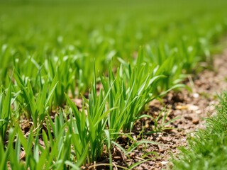 Fototapeta premium Lush green grass on a sunny spring day, perfect for background or text overlay, field, seasonal, fresh