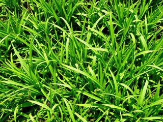 Obraz premium Vibrant green grass blades on a sunny spring day, environment, meadow, vibrant