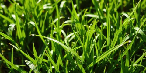 Obraz premium Vibrant fresh spring green grass background with dew drops, environment, foliage, vibrant