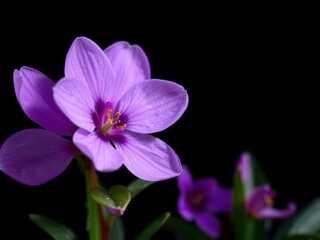 Fototapeta premium Vibrant purple flower petals and leaves scattered on dark background, soft, colorful, beauty