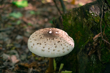 Macro photo of a toadstool, an inedible mushroom growing in the forest; related to wild and cultivated mushroom foraging.