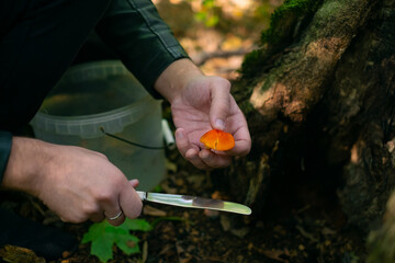 Man found mushrooms in the forest, cutting them with a knife to place in a basket; mushroom foraging as a hobby and city escape.