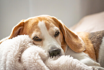 Dog day dreaming. Close-up view of beagle dog sweet sleeping at home on sofa