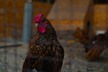 Sibrayt chicken breed in a nature reserve, an English breed with identical plumage for both males...