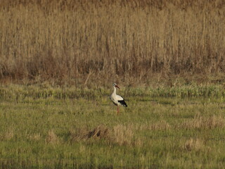 Stork bird walks in a meadow in early spring