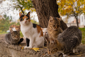 A group of stray cats, hungry animals of various colors living on city streets, feeding and caring for homeless pets.