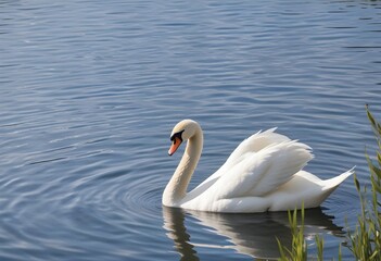 Naklejka premium A swan swimming on a calm blue lake with rippling water