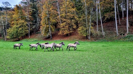 A herd of Konik horses roam freely in a vibrant green meadow, framed by an autumnal forest. A peaceful scene showcasing wildlife, natural beauty, and the colors of fall. © Noemie