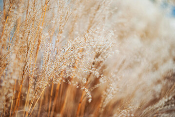 Golden  pampas grass in warm golden hues, perfect for serene nature backgrounds and autumn-themed...