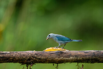 Fototapeta premium The blue-gray tanager (Thraupis episcopus) is a medium-sized South American passerine bird in the tanager family (Thraupidae).