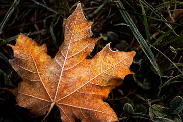 Golden-orange maple leaf coated with frost, resting on grass. Close-up of a frosty autumn leaf...