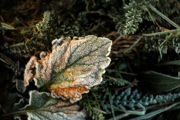 Close-up of a frost-covered wild grass blade on a cold autumn morning. Frosty autumn scene featuring a close-up of a wild grass leaf coated in a layer of glistening frost, evoking the season's chill.

